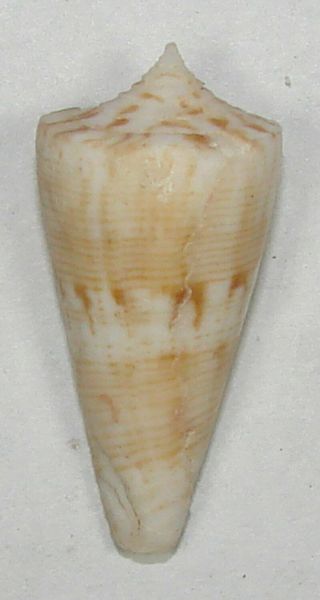 Conus Vanvilstereni 33.  44mm Rare Specimen Off Zamboanga,  Philippines