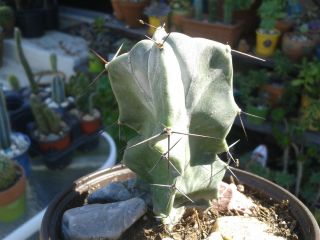 Rare Blue Grey Ghost Stenocereus Pruinosus 3 " Fully Rooted Cactus