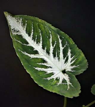 Syngonium Wendlandii Schott – Silver Goosefoot Rare Leaves 2