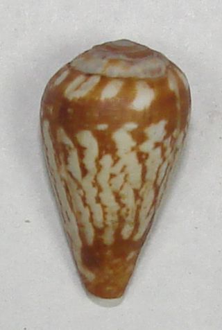Conus Bulbus 18.  95mm Choice Rare Specimen Off Lucira Bay,  Angola