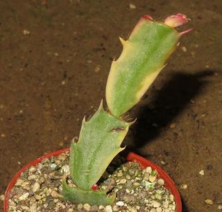 Schlumbergera Variegata 6cm Rare Succulent Plant Ariocarpus Aztekium A