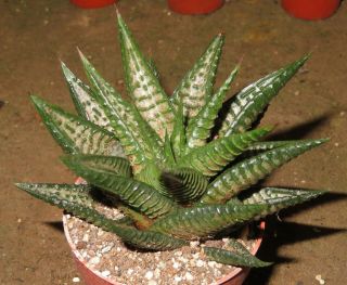 Haworthia Limifolia Cv Silver Surfer Rare Succulent Plant Ariocarpus Agave A