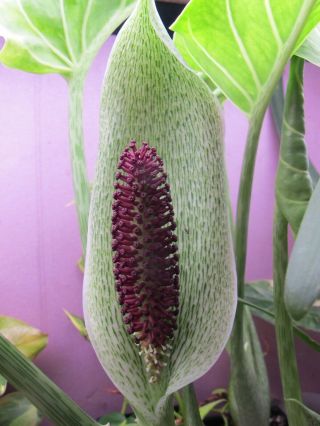 Synandrospadix Vermitoxicus - Awesome,  Rare Aroid Green Weekend