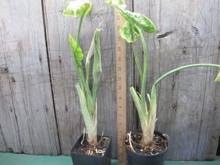 Synandrospadix vermitoxicus - Awesome,  rare aroid Green Weekend 2