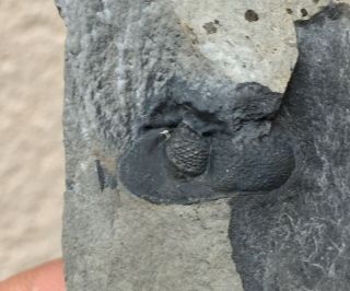 Rare Trilobite Geesops Belgium Cephalon Shown - Unprepared Bug Fossil Aeons