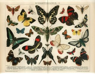 1895 Butterfly Moth Hornet Moth Antique Chromolithograph Print A.  Reichert
