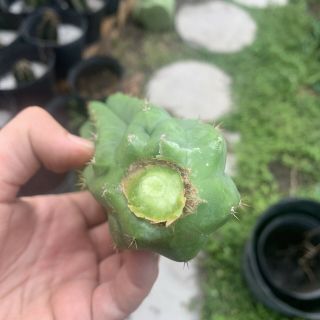 Trichocereus Pachanoi “LANDFILL” 6” Top Cutting - Rare - Highly Sought After 3