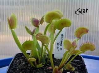 Venus Flytrap Star Carnivorous Plant (rare)