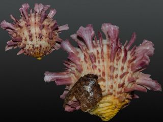 Seashell Spondylus Cf.  Americanus Fantastic Unique Specimen Rare Venezuela Form