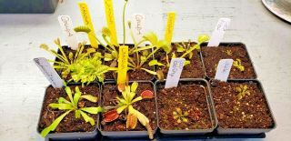 Rare Carnivorous Venus Flytrap Plant Group 4