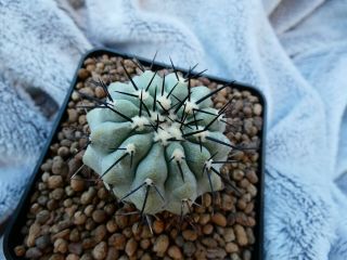 Copiapoa cinerea / Antofagasta - Chile / - rare plant - seedling ? 3