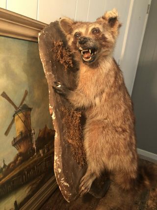 Victorian Style Antique Taxidermy Animal Raccoon Mounted Rare Oddities Stuffed