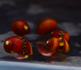 1 Rare Red Racer Nerite Snail Freshwater Moss Java Shrimp Guppy