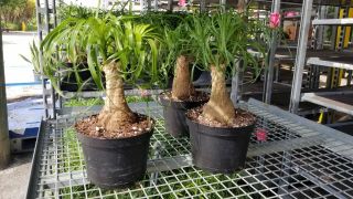 Ponytail Beaucarnea Palms Tree Stump Live Plant In A 6 Inch Grower 