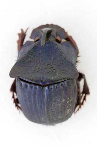 Phanaeinae,  Phanaeus Lecourti,  Rare