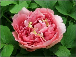 Peony Roots Pink Rhizomes Flowers Perennial Resistant Rare Tuber Reblooms Lawn