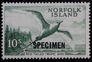 Rare 1961 Norfolk Island 10/ - Red - Tailed Tropic Bird Stamp With Specimen O/p Muh
