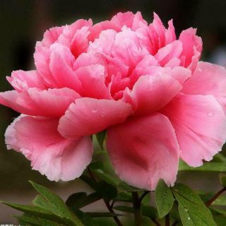 Chinese Peony Roots Pink Easy Care Perennial Resistant Flowers Rare Hardy Plant
