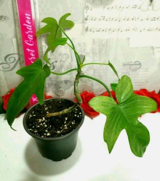 Extremely Rare Philodendron Florida Ghost Full Healthy Plant,  Growth