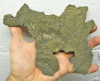 Big Rare Pyrite Multi - Crinoid 188 Mm Fossil Uk Jurassic Pentacrinites Charmouth