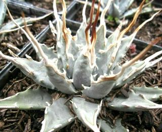 Agave Utahensis Eborispina Seeds Succulent Plant Exotic And Rare 10 Seeds