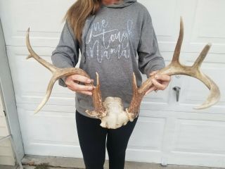 Mount Whitetail Deer Antler Taxidermy Non Typical Rare