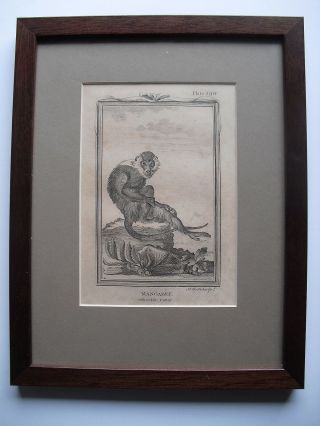 Antique Book Plate 19th Century Mangabey 8 " X 10 " With Conservation Glass