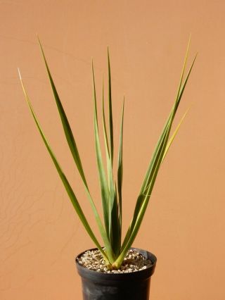 Dracaena Cinnabari - Succulent - Rare - Socotra - Yemen - Seedling
