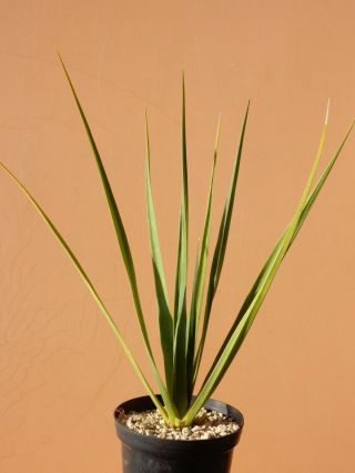 Dracaena cinnabari - Succulent - Rare - Socotra - Yemen - Seedling 2