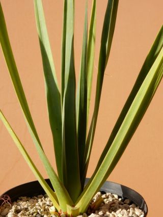 Dracaena cinnabari - Succulent - Rare - Socotra - Yemen - Seedling 3