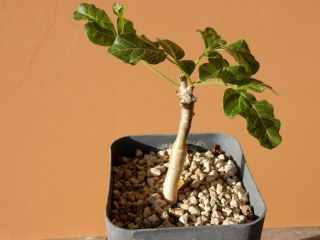 Commiphora Gileadensis - Succulent - Caudex - Rare - Oman - Dhofar - Imported