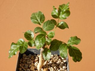 Commiphora gileadensis - Succulent - Caudex - Rare - Oman - Dhofar - Imported 2