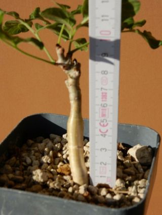 Commiphora gileadensis - Succulent - Caudex - Rare - Oman - Dhofar - Imported 3