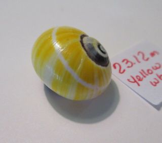 Polymita Spectacular Shell 23.  12 Mm Gorgeous Rare Yellow/white Beauty