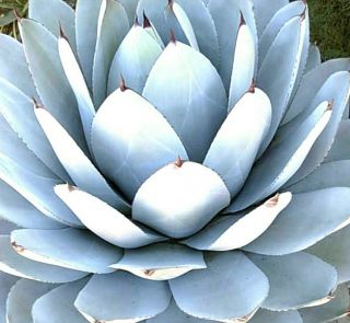 Agave Parryi Truncata Artichoke Agave Plant Exotic And Rare Seed 10 Seeds
