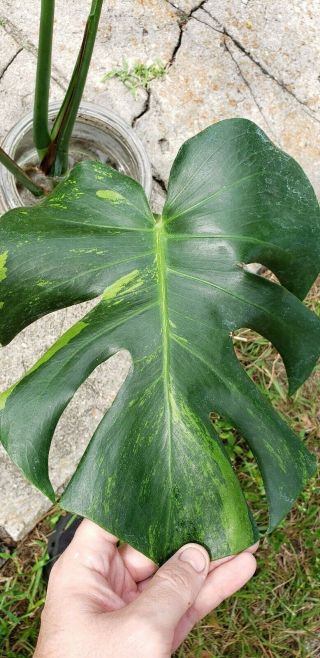Rare Variegated Monstera Deliciosa Variegata - Split Leaf Philodendron