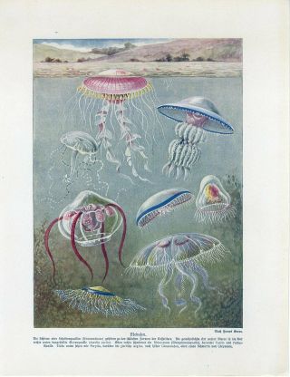 C1900 Marine Sea Jellyfish Medusa Antique Litho Print W.  Bolsche