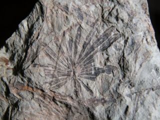 Top - Plate With Rare Fern.  Annularia Mucronata.  Carboniferous.  Nºaa53
