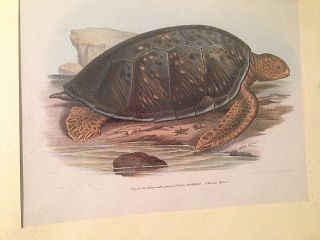 Rare 1864 Fitzinger Green Sea Turtle Hand Colored Lithograph Print Reptiles