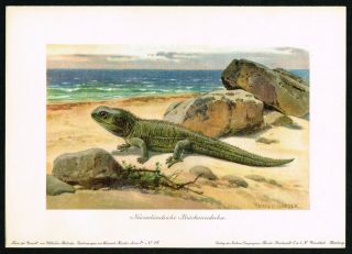 1900 Extinct Prehistoric Tuatara Lizard Of Zealand,  Antique Print - H.  Harder