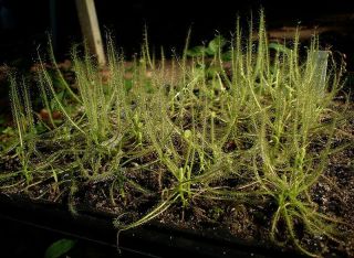 Drosera Serpens Live Potted Carnivorous Plant Sundew Rare