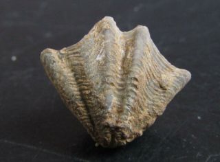 And Very Rare Devonian Brachiopod.  Hexarhytis.  Nºbr03