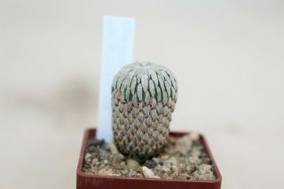 Pelecyphora Aselliformis Rare Cacti Cactus Geohintonia Strombocactus Aztekium