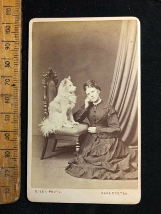 J Antique 1800s Solet Gloucester Spitz Dog Victorian B&w Cdv Photo Cabinet Card