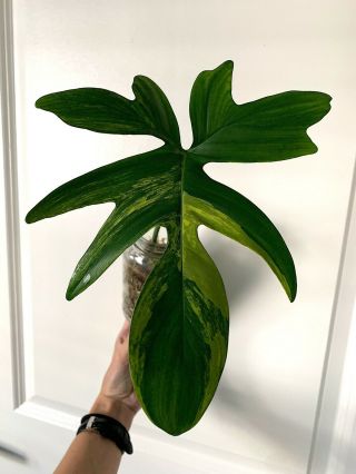 Rare Variegated Aroid - Philodendron 