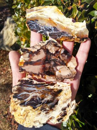 Three (3) Extremely Rare Buck Gulch Petrified Wood Slab Agate Opal Owyhee 6.  3oz