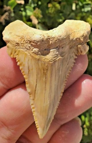Huge And Rare Serrated Palaeocarcharodon Shark Tooth Fossil