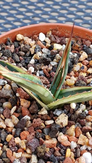 Great Plant Very Rarely Offered Agave Funkiana " Wizard " Special Variegation