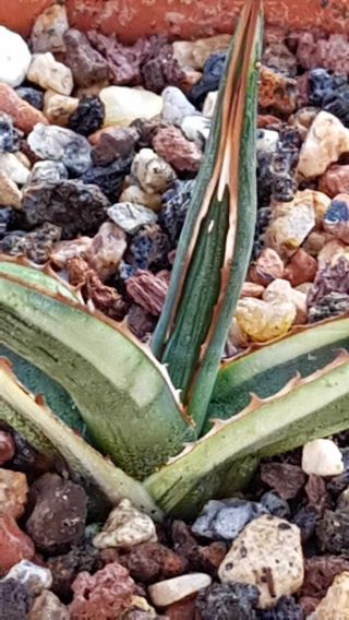 Great plant Very rarely offered Agave Funkiana 