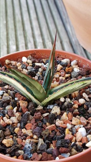 Great plant Very rarely offered Agave Funkiana 